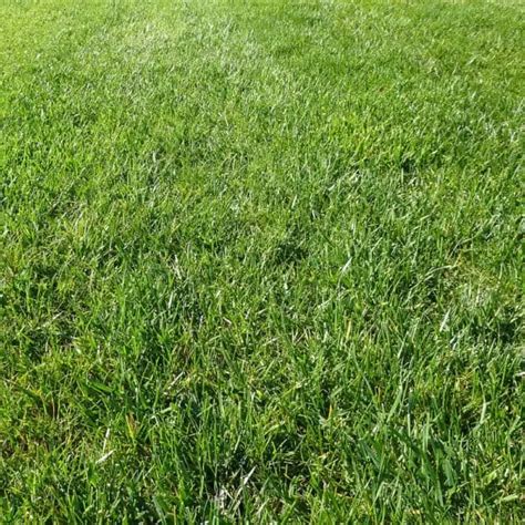 Perennial Ryegrass - Turf Identification - Lawn Addicts