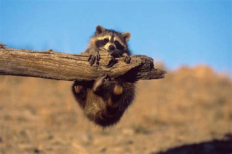 Cute Raccoon Wallpapers - Top Free Cute Raccoon Backgrounds - WallpaperAccess