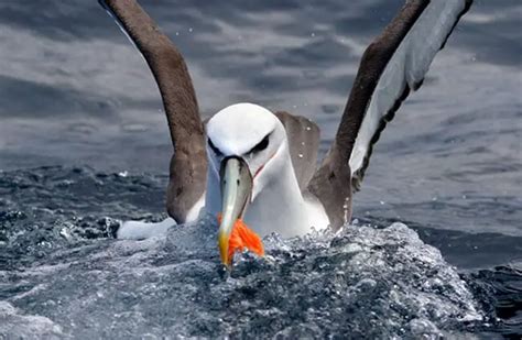 Albatross - Description, Habitat, Image, Diet, and Interesting Facts