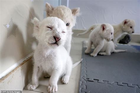 Extremely rare white lion quadruplets prepare to meet the public after being born at a Chinese ...