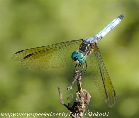 Susquehanna Wetlands insects (2 of 26) - Keep Your Eyes Peeled