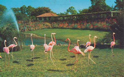 Parrot Jungle - Miami, Florida | Florida Flamingos, Parrot J… | Flickr