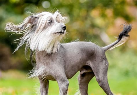 15 Weirdest Dog Breeds We Love