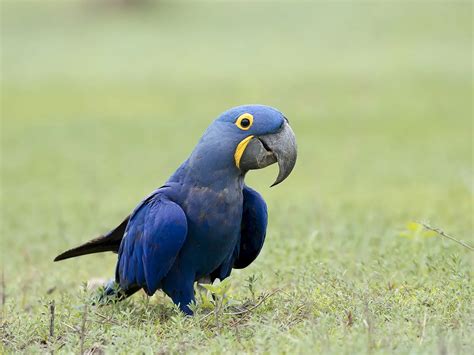 Are Blue Macaws Extinct or Endangered? (Hyacinth Macaw) | Birdfact