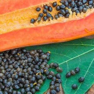 Papaya Seeds Pack 50 Seeds Pack High Quality Papaya Seeds - Etsy