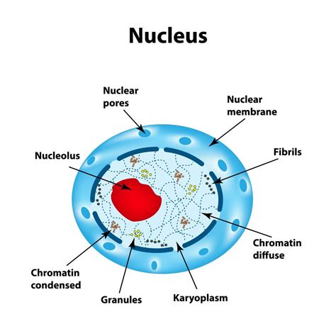 Nucleus Function: What Is A Nucleus? What Does The Nucleus Do?