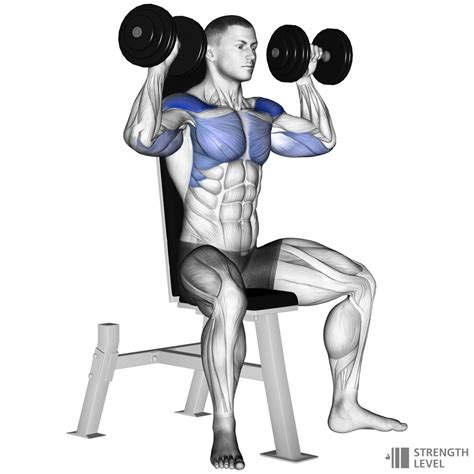 Seated Shoulder Press Form | Cabinets Matttroy