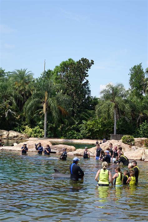 Tad's Rad Discovery Cove Dolphin Swim Experience & FAQ