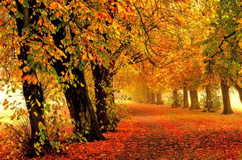 Autumn 8k Wallpapers - Wallpaper Cave