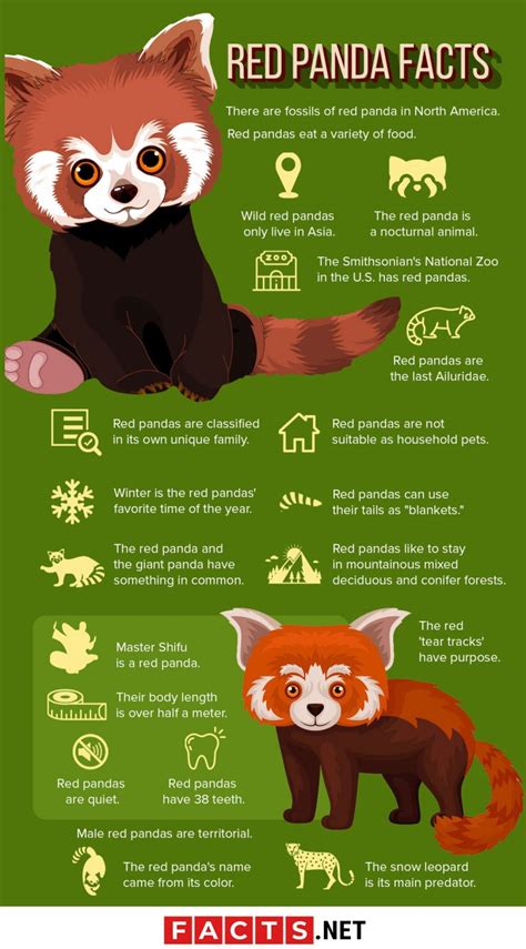 50 Adorable Facts About The Red Pandas You Have To Know - Facts.net