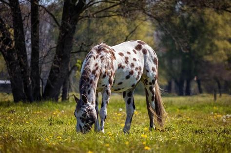 Horse Breeds: The 30 Most Popular Equine Types A To Z