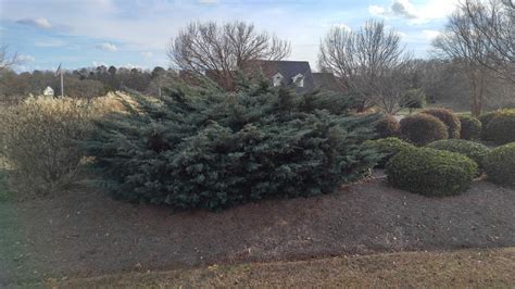 Juniper – Pruning a Large One | Walter Reeves: The Georgia Gardener