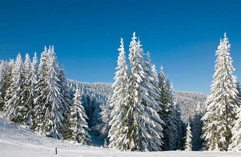 Norway Spruce: A Classic Norwegian Christmas Tree - Life in Norway