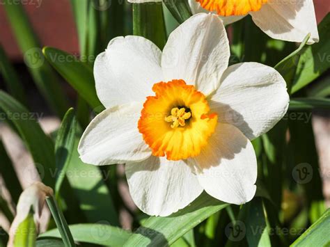 bloom of Narcissus Tazetta cultivar flower 15268508 Stock Photo at Vecteezy