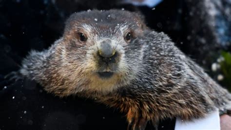 Groundhog Day: Punxsutawney Phil predicts six more weeks of winter as ...