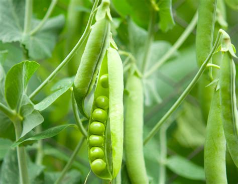 Types of Pea Plants - Food Gardening Network