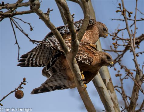 PHOTOGRAPHING HAWKS - Moris Senegor