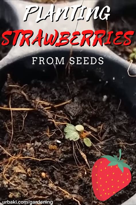 Planting Strawberries from Seeds in a Garden