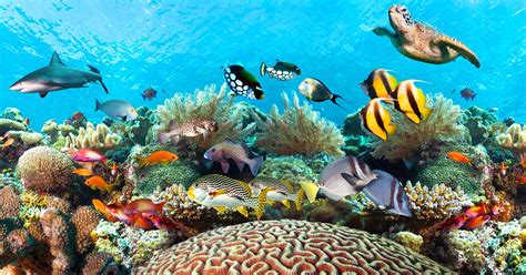 Great Barrier Reef Animals | Animals in Great Barrier Reef