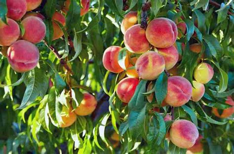 Dwarf Elberta Peach - PlantNet® Australia