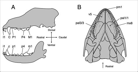 A, schematic canid skull in lateral view showing examples of proposed... | Download Scientific ...