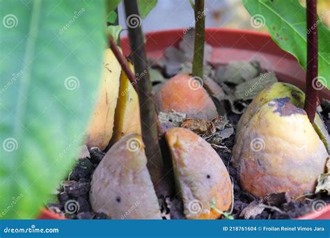 Avocado seed germinating stock photo. Image of produce - 218761604