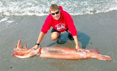 Hauling in a real-life kraken: Giant squid snagged by Oak Harbor middle schooler a rare find ...