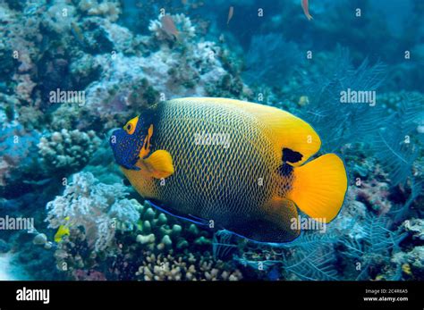 Yellow-mask angelfish, Pomacanthus xanthometopon, Sipadan Island, Malaysia Stock Photo - Alamy