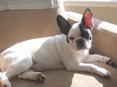 55+ Pug And French Bulldog Mix Puppies - l2sanpiero