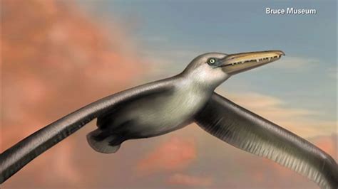 Scientists identify largest flying bird ever - ABC7 Chicago