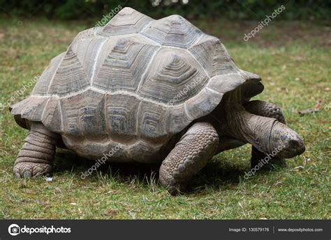 Aldabra giant tortoise Stock Photo by ©wrangel 130579176