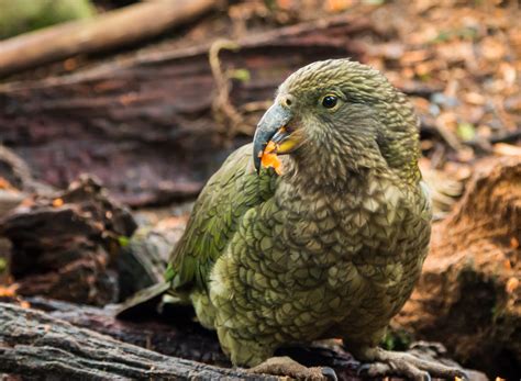 New age approaches are helping with the conservation of the kakapo ...