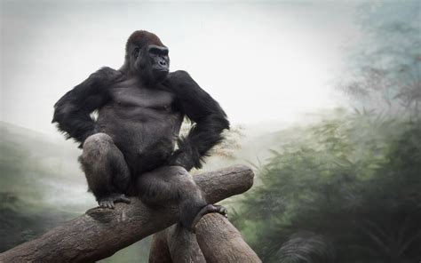 Silverback Gorilla Wallpaper Hd