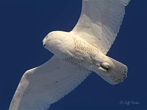 Ecobirder: Snowy Owl in Flight