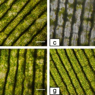 Histochemical staining of Hydrilla verticillata leaves for accumulation ...