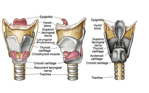 Larynx structure, function, cartilages, muscles, blood supply and vocal folds | Science online