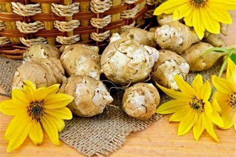 How To Harvest Jerusalem Artichokes – Urban Garden Gal