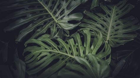 🔥 Download Monstera Deliciosa Pictures Image Stock by @carlg21 ...