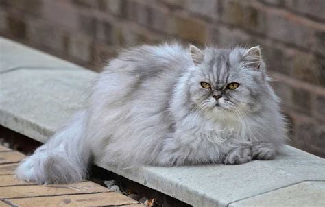 Persian cat | Information & Cat Breed Facts | Pets Feed