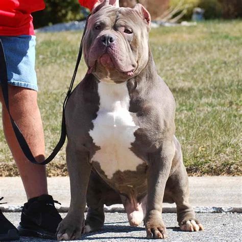 Blue Nose Xl Pitbull Puppies For Sale : Blue Nose XL Pitbull Bully Pups for Sale in Orlando ...