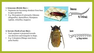 INSECT ANTENNA Its origin, structure, function and modification in ...