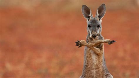 Baby Kangaroo Wallpapers - Top Free Baby Kangaroo Backgrounds - WallpaperAccess