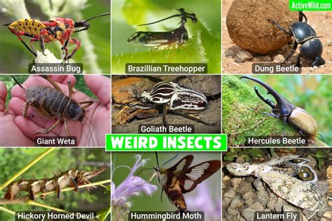 Weird Insects List With Pictures & Facts, The World's Weirdest Insects - Pet Lovers