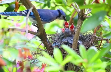 Blue Jay - Description, Habitat, Image, Diet, and Interesting Facts