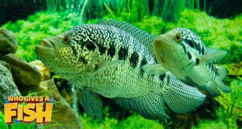 Jaguar Cichlid - Who Gives A Fish