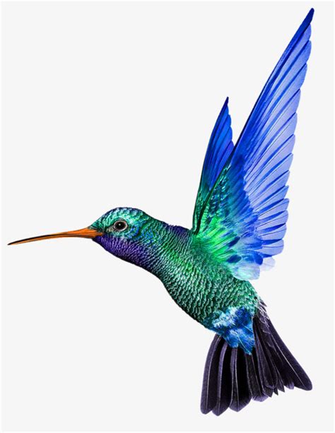 Free Hummingbird Silhouette Clip Art at GetDrawings | Free download