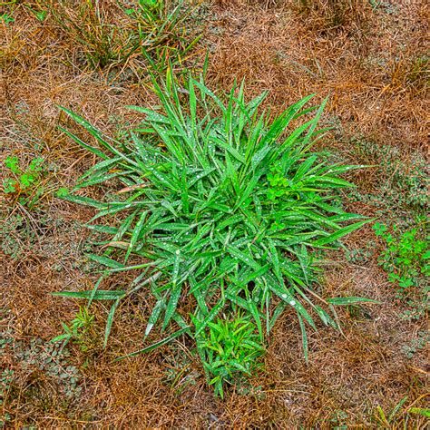 How to Tackle Crabgrass in the Lawn & Garden