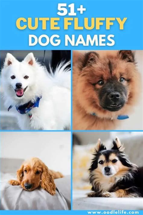 51 Cute Fluffy Dog Names [and Meanings] - Oodle Life