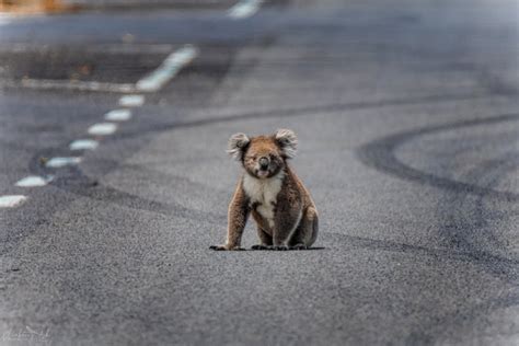 Greedy Koala Eats Nearly $4,000 Worth of Plants Meant for Others