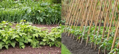 Differences Between Bush Beans and Pole Beans (Which One for Your Garden?) - FarmingThing.com